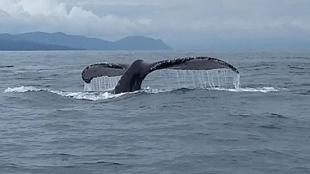 Safio. Una Casa En El Paraiso. Nuquí Dış mekan fotoğraf