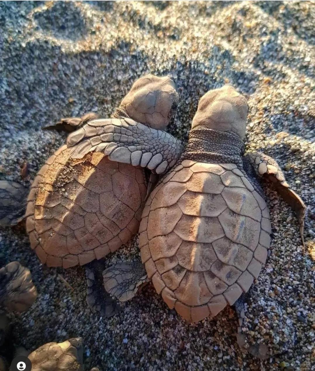 Safio. Una Casa En El Paraiso. Nuquí Dış mekan fotoğraf